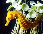 Các loại thuốc bổ thận tráng dương dễ kiếm