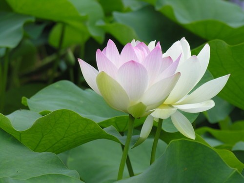 Tác dụng của cây sen