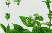 Bài thuốc chữa viêm loét dạ dày từ cây dạ cẩm