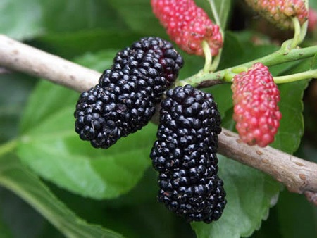Quả dâu chín an thần