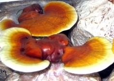 Món ăn chữa bệnh siêu vi